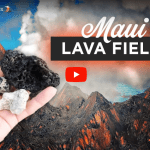 Maui Lava Fields